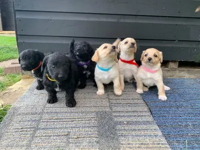Beautifully jackapoo Puppy ready