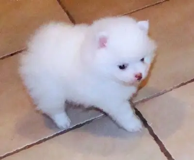 Outstanding Pomeranian Puppies