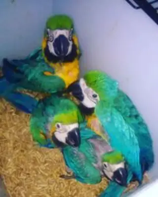 Blue and Gold Macaws available now