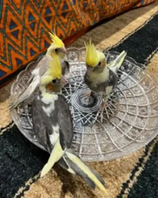 Cockatiels