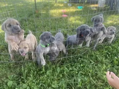 ICCF Cane Corso puppies