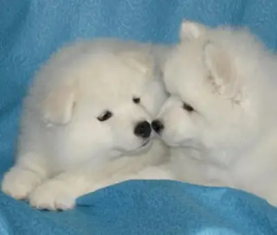 Sağlıklı ve safkan Samoyed yavruları mevcuttur.