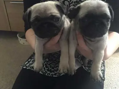 5 Beautifull Pug Puppies Kc Registered 