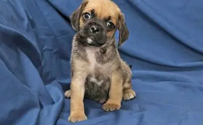 美丽的巴哥犬幼崽