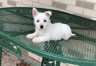  West Highland Terrier Pups Kc Registered