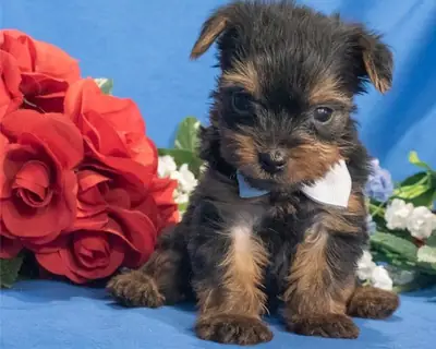 Miniature Yorkshire Terrier Puppies