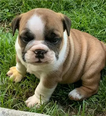   Gorgeous English Bulldog puppies available