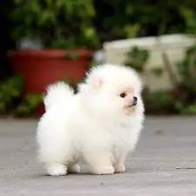 Two Awesome T-Cup Pomeranian Puppies