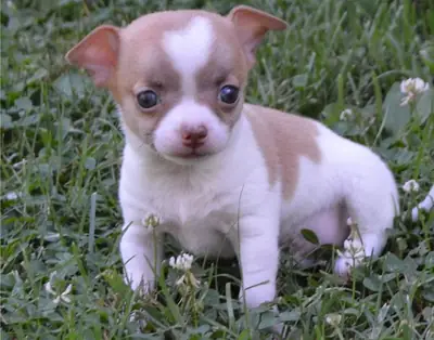 吉娃娃幼犬
