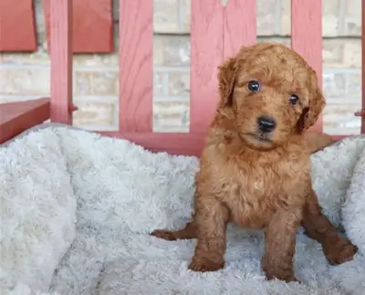 Chiots Labradoodle F1 miniatures testés pour la santé