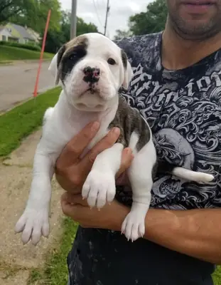 Muhteşem Amerikan Bulldog Yavruları