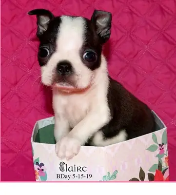 Kg Boston Terrier Puppies