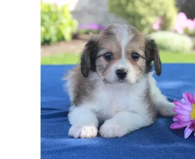 Amazing F2 Cavachon Puppies