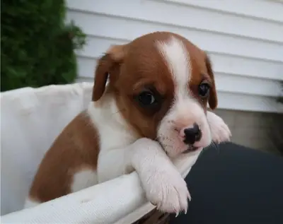 Stunning Kc Registered Cavalier King Charles puppies