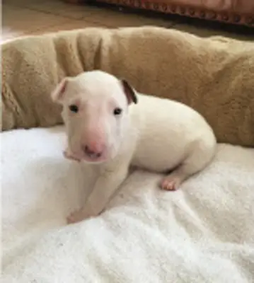Cachorros de Bull Terrier Inglés