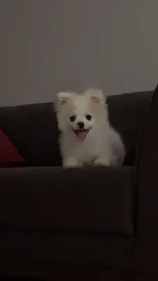 1 year old Pomeranian