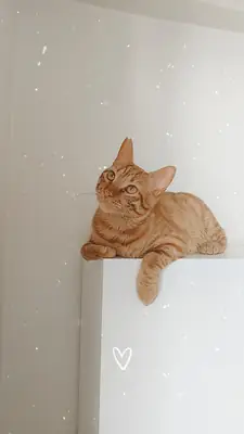 一只友善、好奇、温顺的虎斑猫。我们正在为小巴尔寻找一个永远的家，后续会有相关规定🐾
