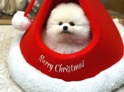 Ev ortamında büyütülmüş, mükemmel mizaçlı erkek Pomeranya yavrusu.