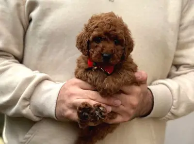 Zeki ve ev ortamında özenle büyütülmüş erkek kaniş yavrusu.