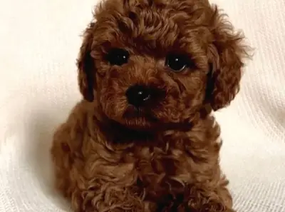 Uysal kişiliğe sahip, ev ortamında büyütülmüş dişi Poodle yavrusu.