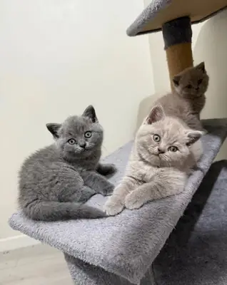  Ready for their new couches immediately