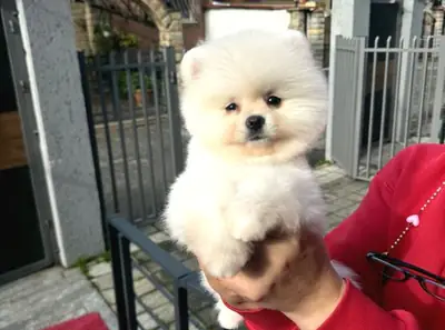 Pomeranian female puppy with gentle and affectionate nature