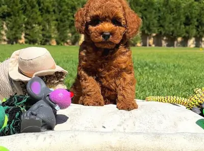 Poodle male puppy with strong focus and high intelligence