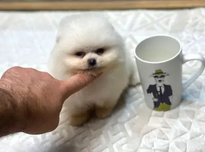Chiot Pomeranian mâle élevé à la maison, caractère équilibré