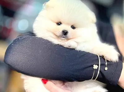 Chiot Pomeranian femelle douce et affectueuse, vie en intérieur