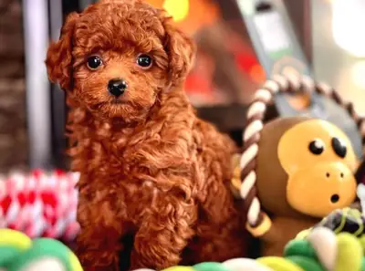 Chiot Caniche mâle intelligent, élevé avec attention