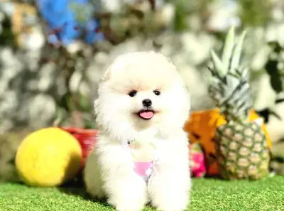 Cachorro Pomeranian macho criado en casa, carácter equilibrado