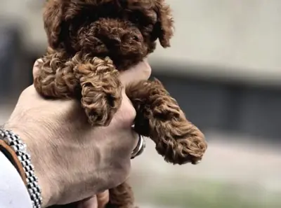 Cachorra Poodle hembra de carácter suave, criada en familia