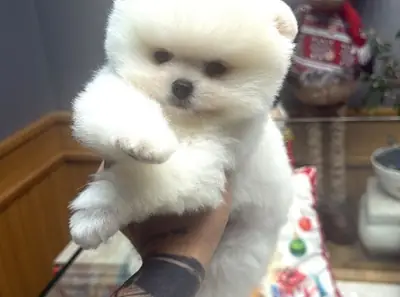 Щенок померанского шпица, кобель, выращен в домашней обстановке