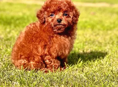 Щенок пуделя, кобель, умный и хорошо социализированный