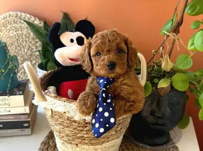 贵宾犬幼犬，雌性，性格温顺，家养