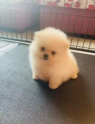 博美犬幼犬，雄性，性格自信，家养。