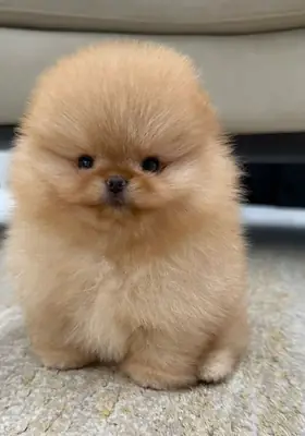 性格温顺、感情丰富的博美幼犬