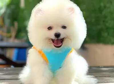 博美犬幼犬（雄性），在平静的家庭环境中长大