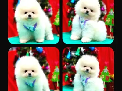 性格温柔友善的博美幼犬（雌性）