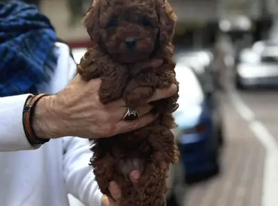Chiot mâle caniche, intelligent et très réactif