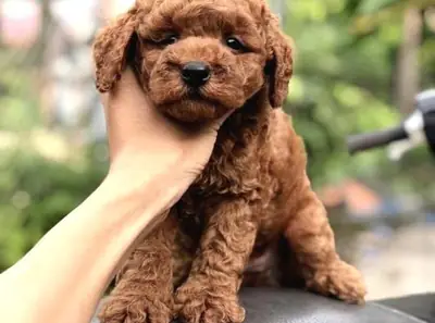 Chiot femelle caniche au tempérament calme et à la grande adaptabilité