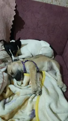 Également appelé Terrier anglais.