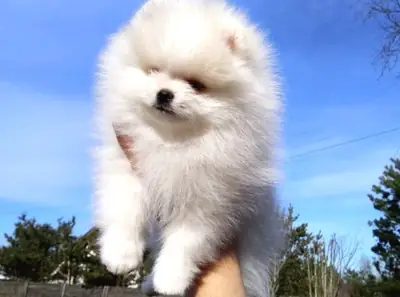 Cachorro macho de Pomerania, criado en casa con un fuerte vínculo social.