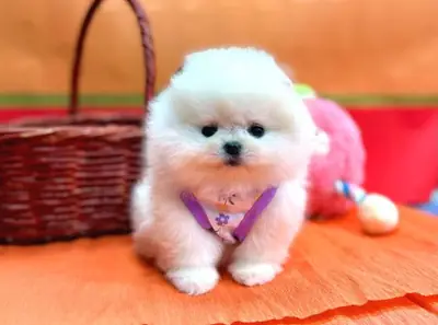 Cachorro hembra de Pomerania con temperamento tranquilo y apariencia elegante.