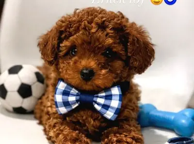 Cachorro caniche macho, inteligente y muy adiestrable.