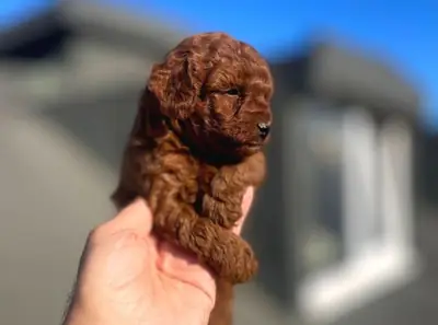 Uysal karakterli ve dengeli davranışlı dişi Poodle yavrusu.