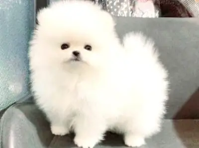 Chiot mâle Poméranien élevé dans un environnement familial aimant