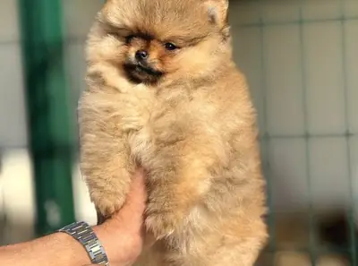 Sakin mizaçlı ve güçlü bağa sahip dişi Pomeranya yavrusu.