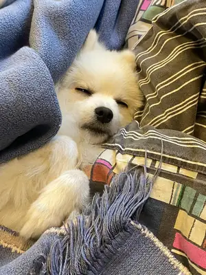 Beyaz pomeranian cinsi erkek köpek 