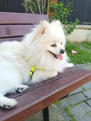 Estoy buscando un hogar temporal para mi perro Pomerania.